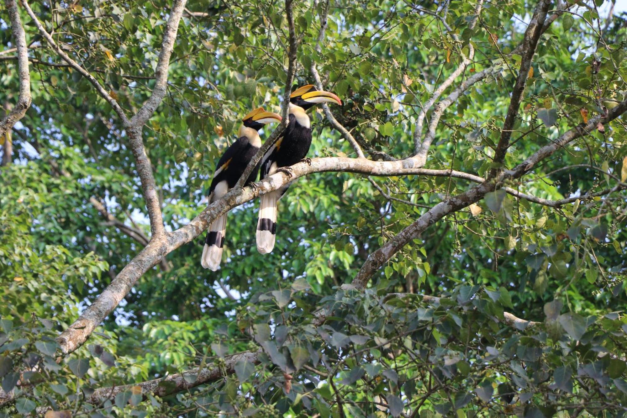 Royale De' Casa Resort Kaziranga Bagian luar foto