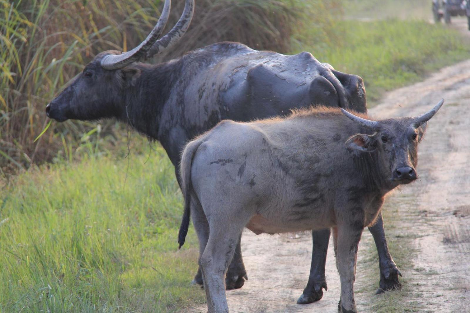 Royale De' Casa Resort Kaziranga Bagian luar foto