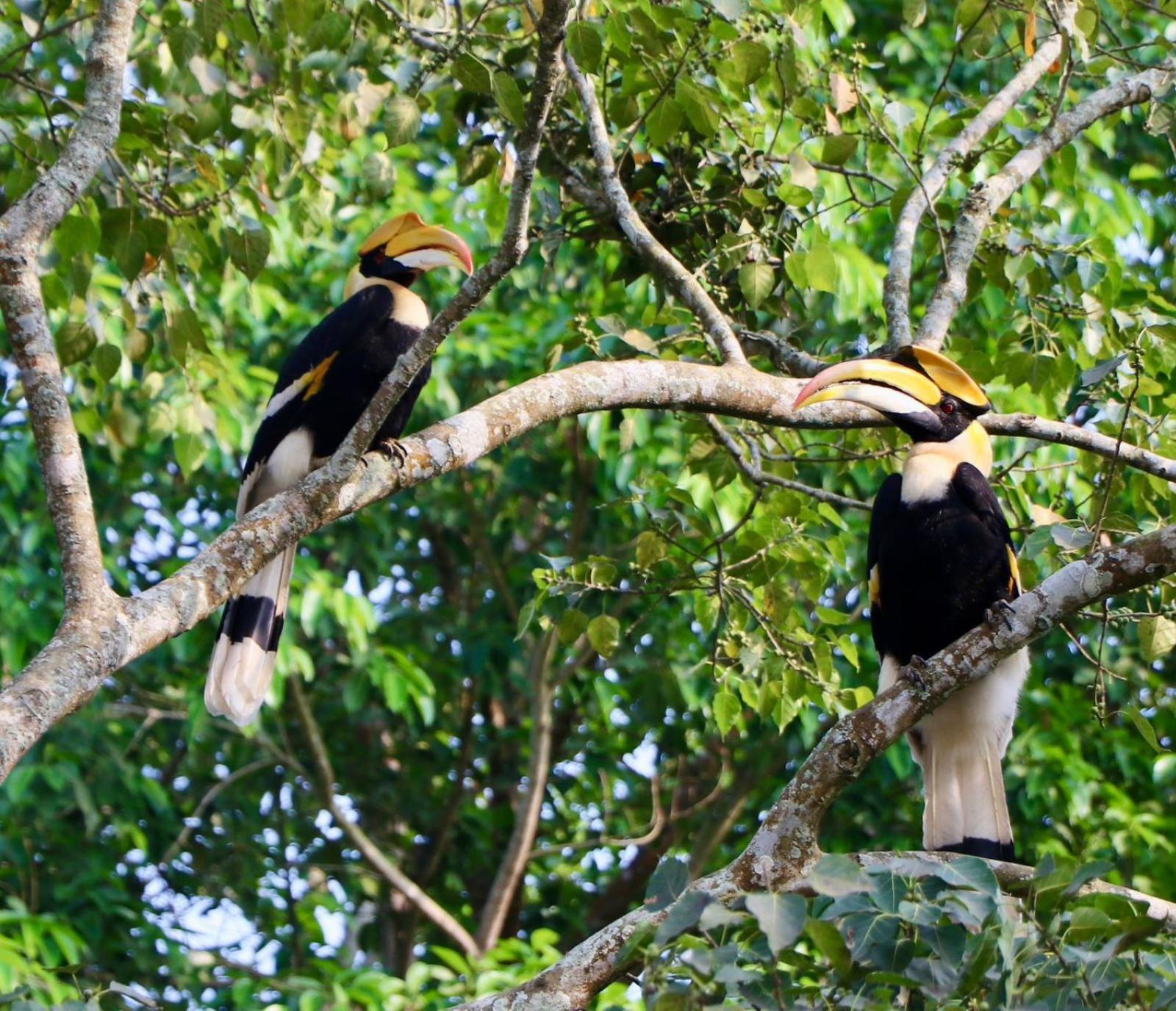 Royale De' Casa Resort Kaziranga Bagian luar foto