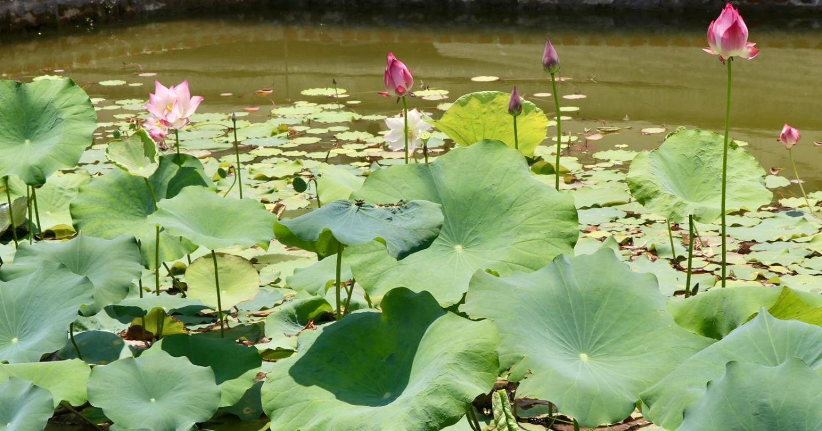 Royale De' Casa Resort Kaziranga Bagian luar foto