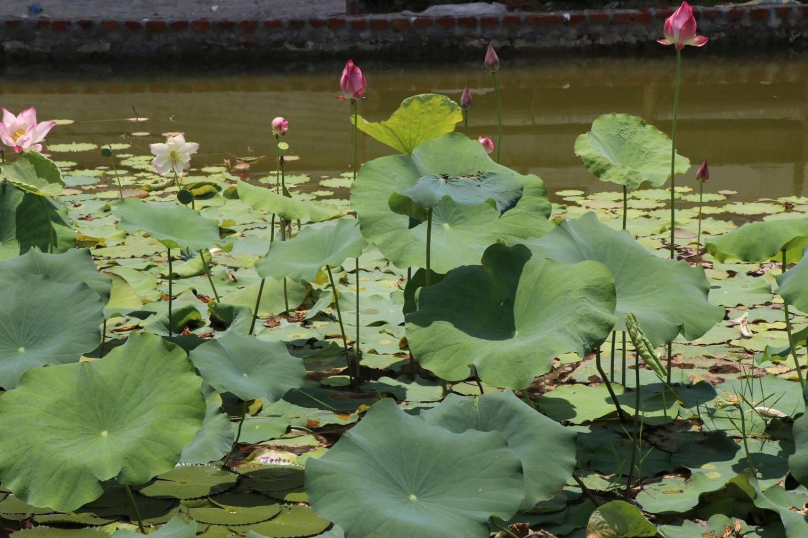 Royale De' Casa Resort Kaziranga Bagian luar foto