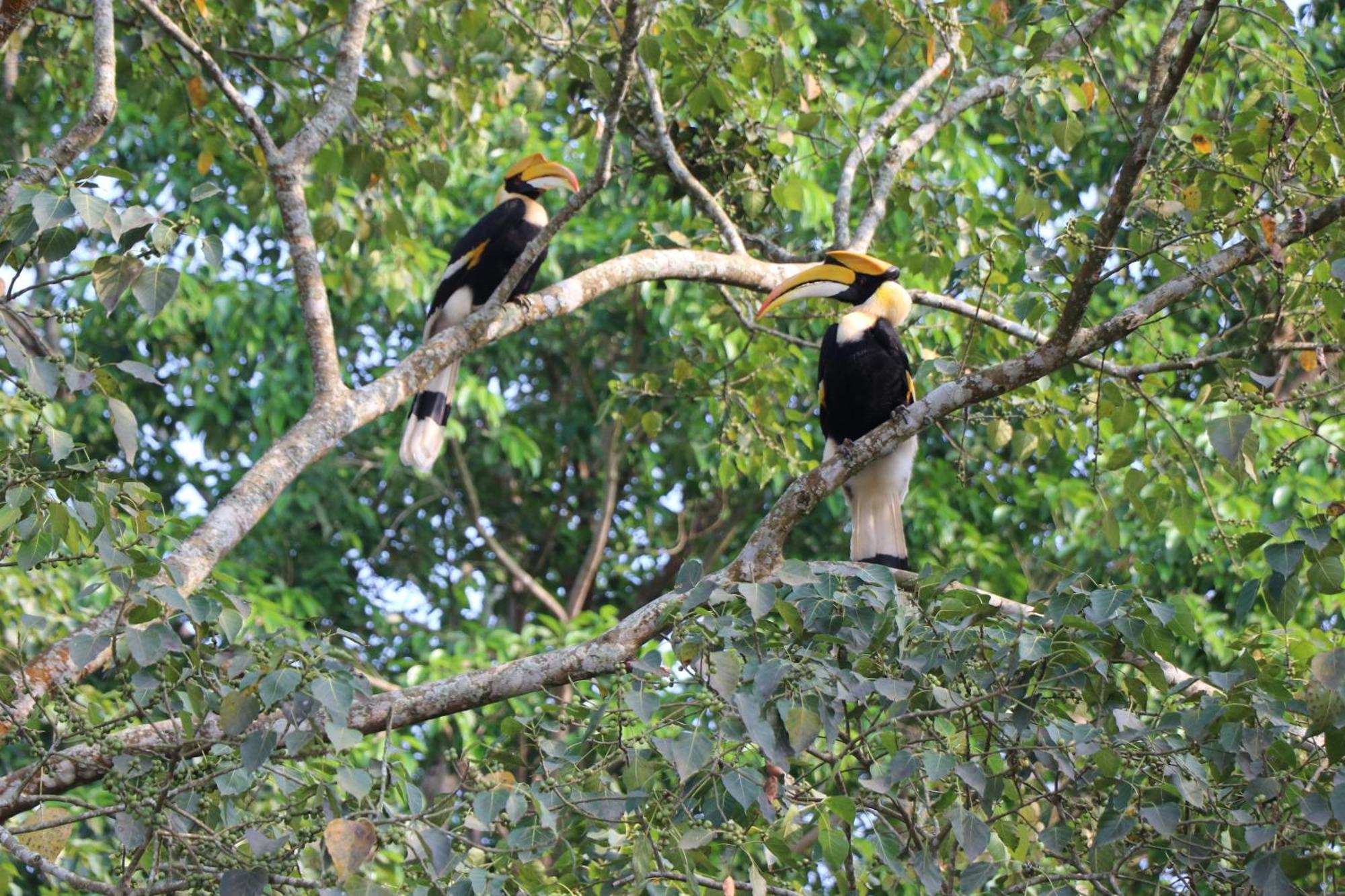 Royale De' Casa Resort Kaziranga Bagian luar foto