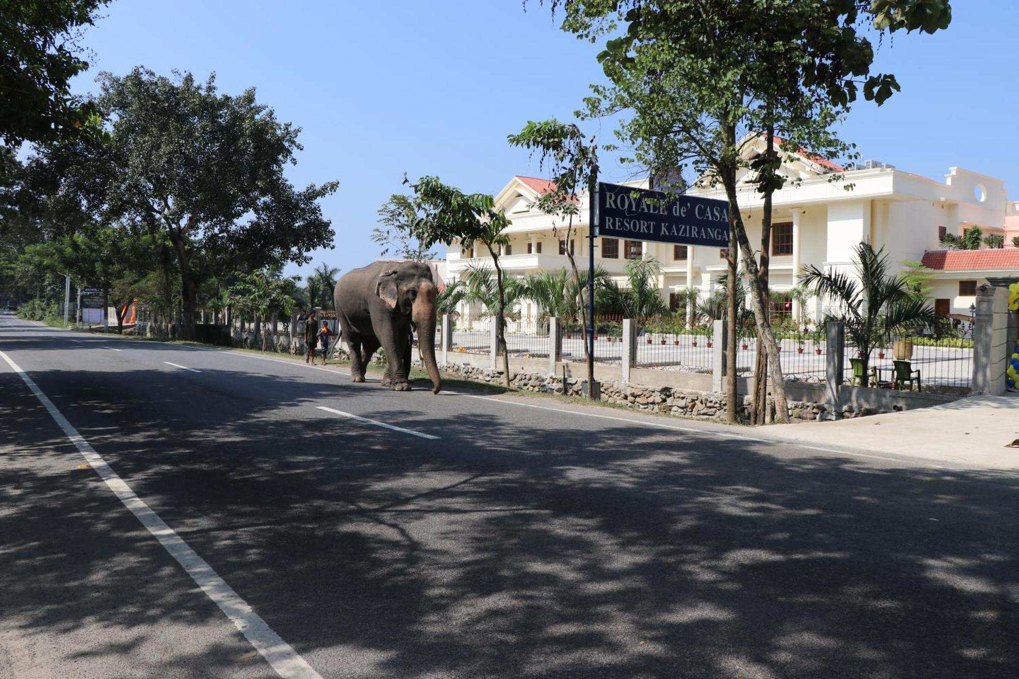 Royale De' Casa Resort Kaziranga Bagian luar foto